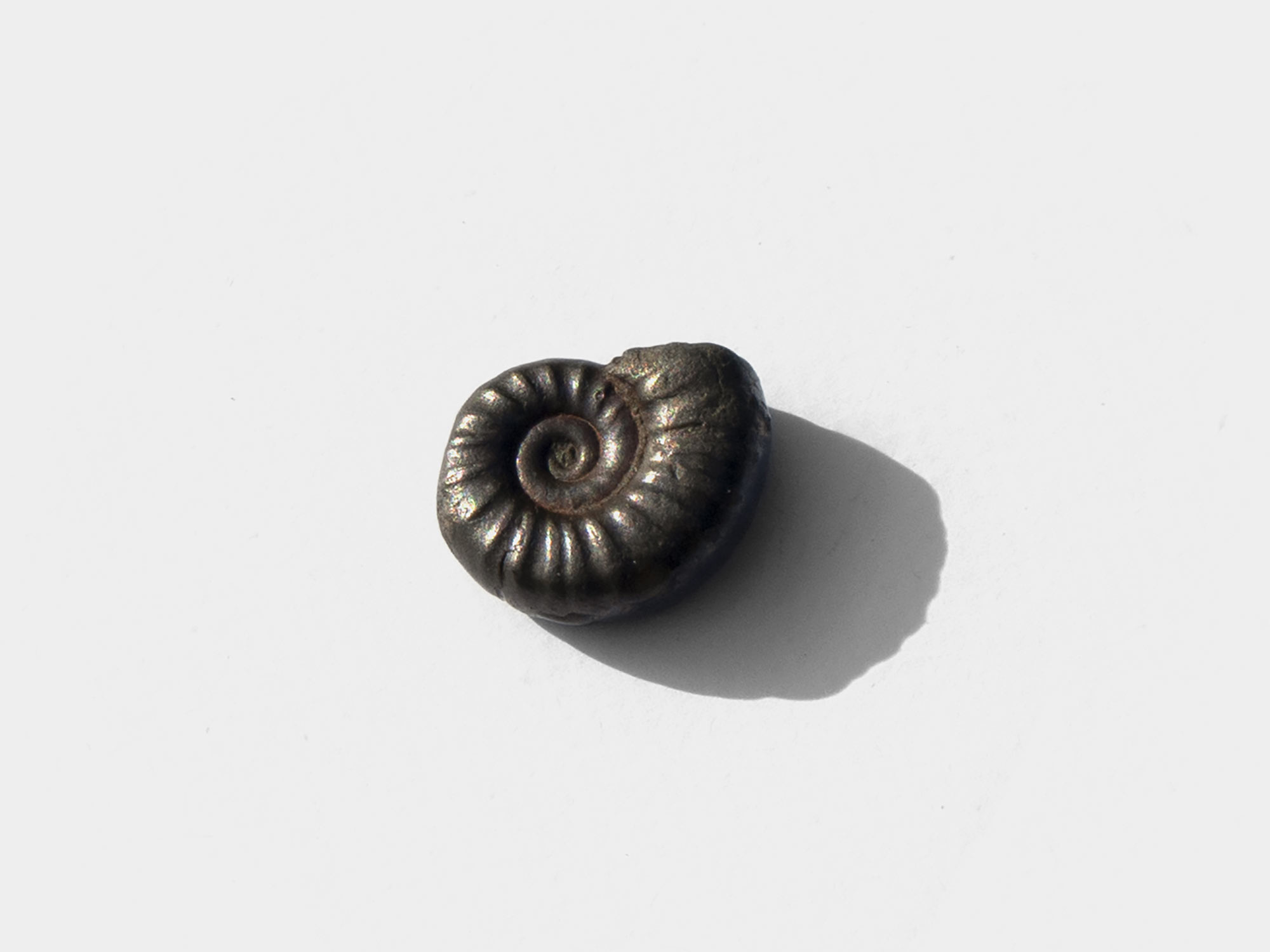 Pyrite ammonite. Charmouth, Dorset, England. October 2021