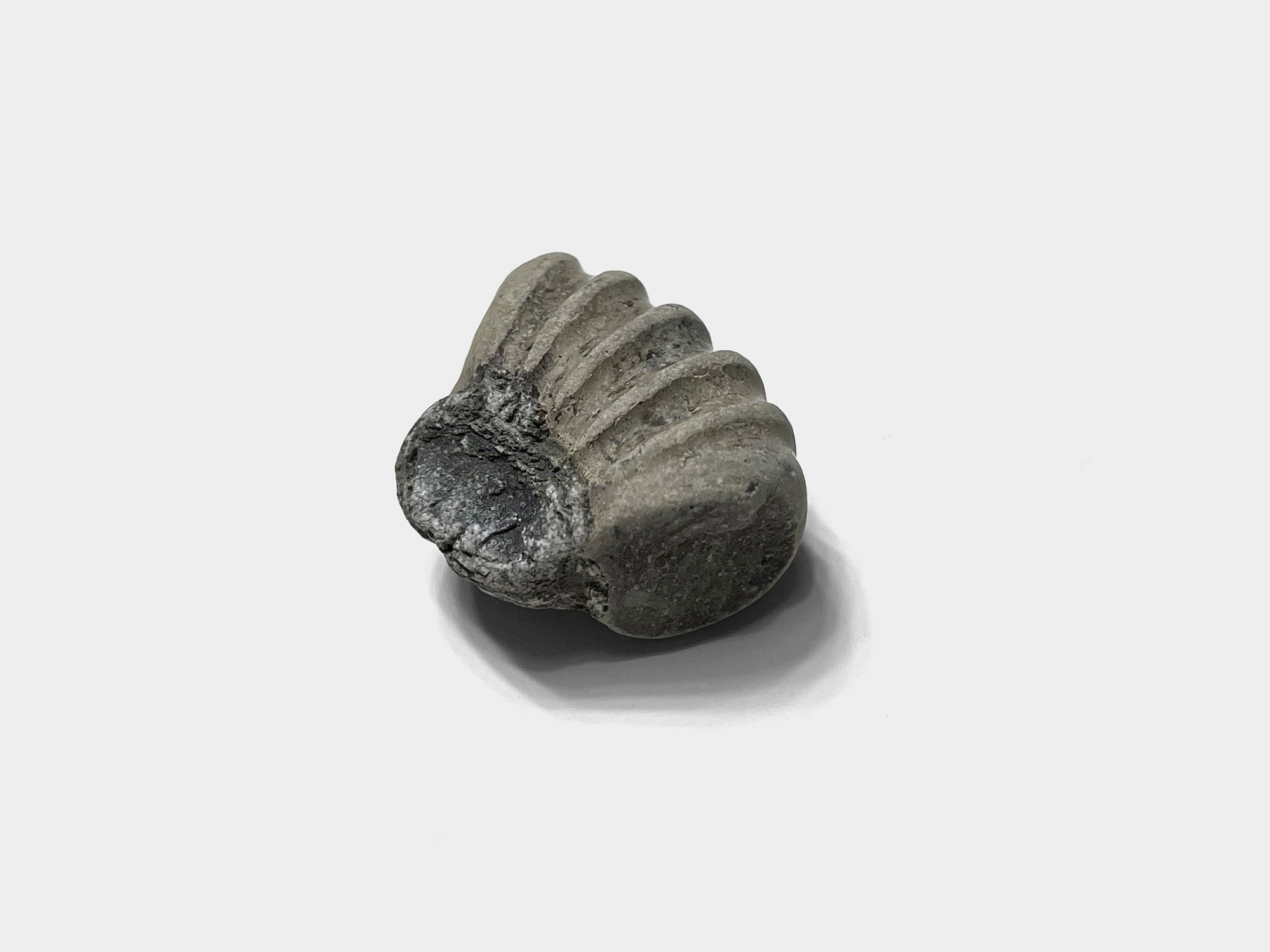 Partial section of an ammonite preserved in detail. Seatown beach, Dorset, England. January 2023