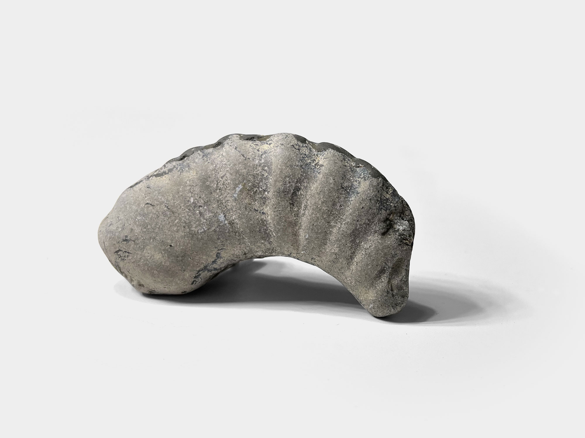 Big partial ammonite fragment. Found on Seatown beach, Dorset, England. January 2023
