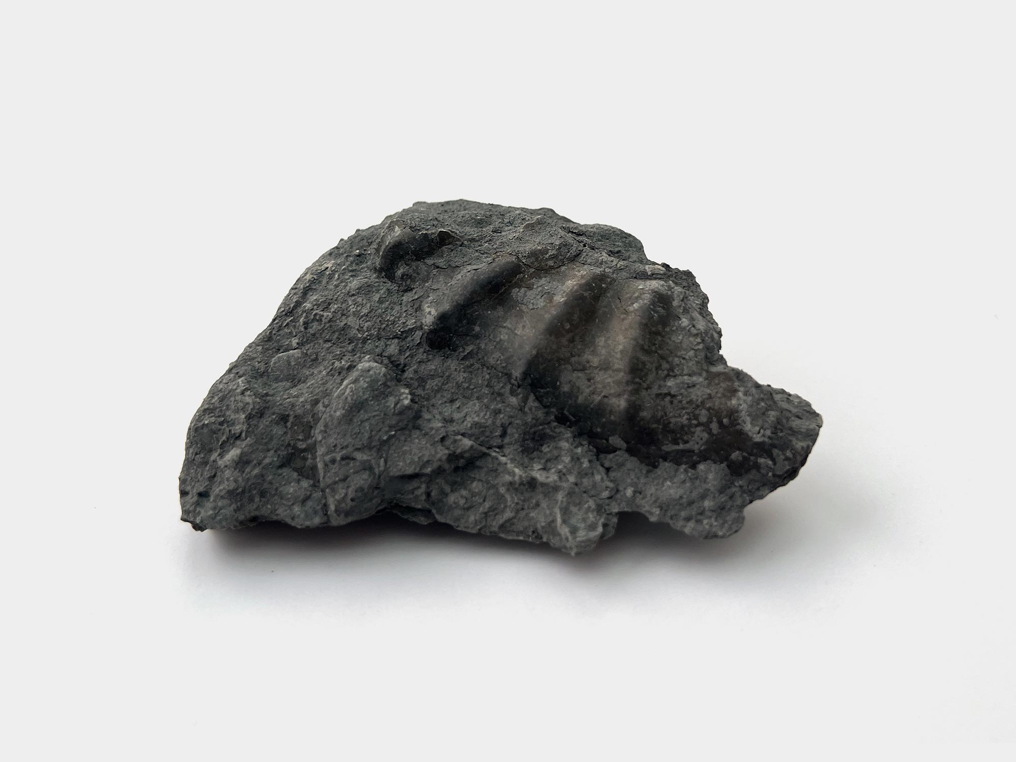 Pyrite ammonite section. Seaton beach, Dorset, England. January 2023