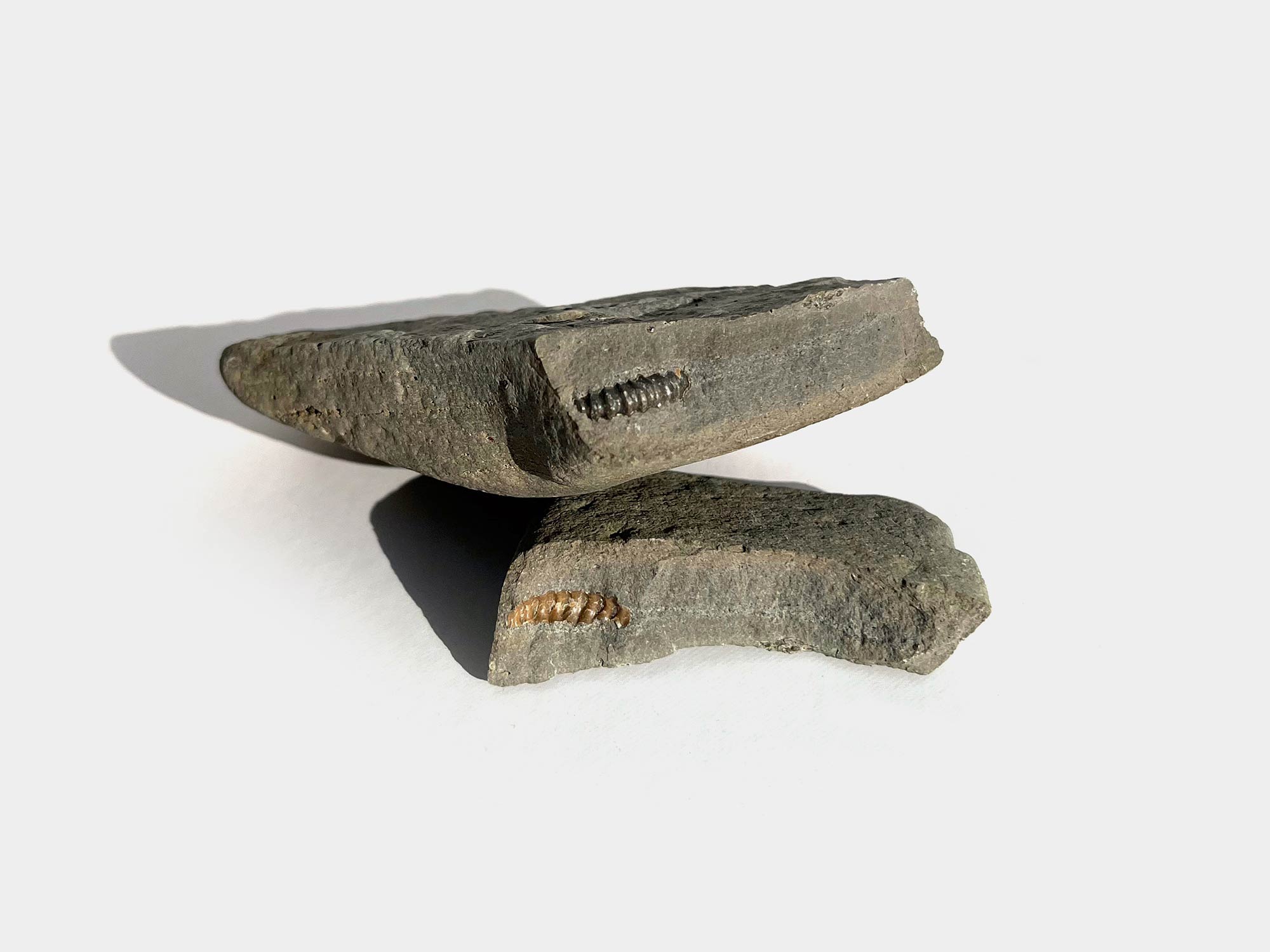 Blue Lias slabs revealing ammonite and its impression. Lyme Regis beach, Dorset, England. 1996