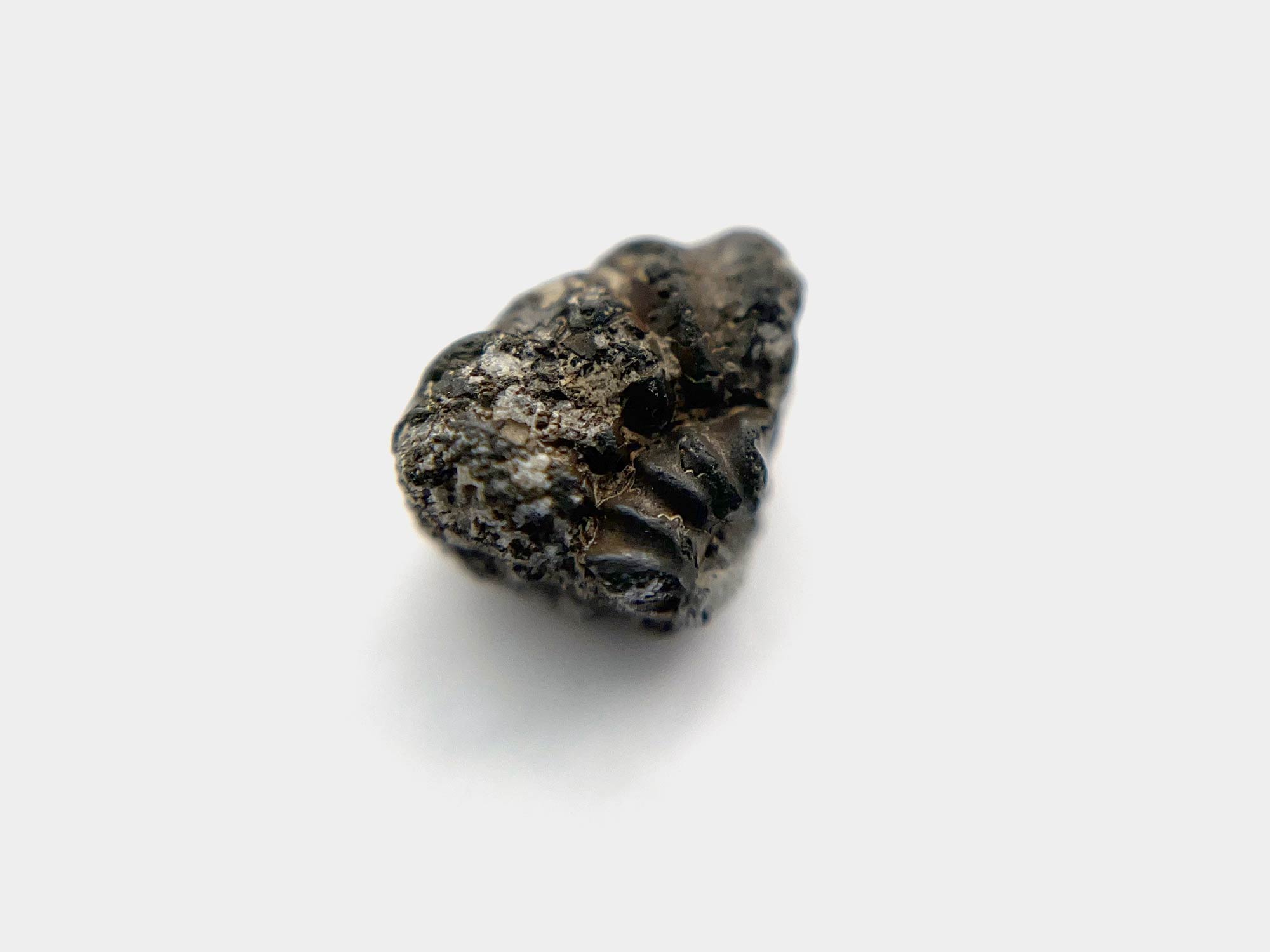 Pyrite ammonite. Seatown beach, Dorset, England. January 2023