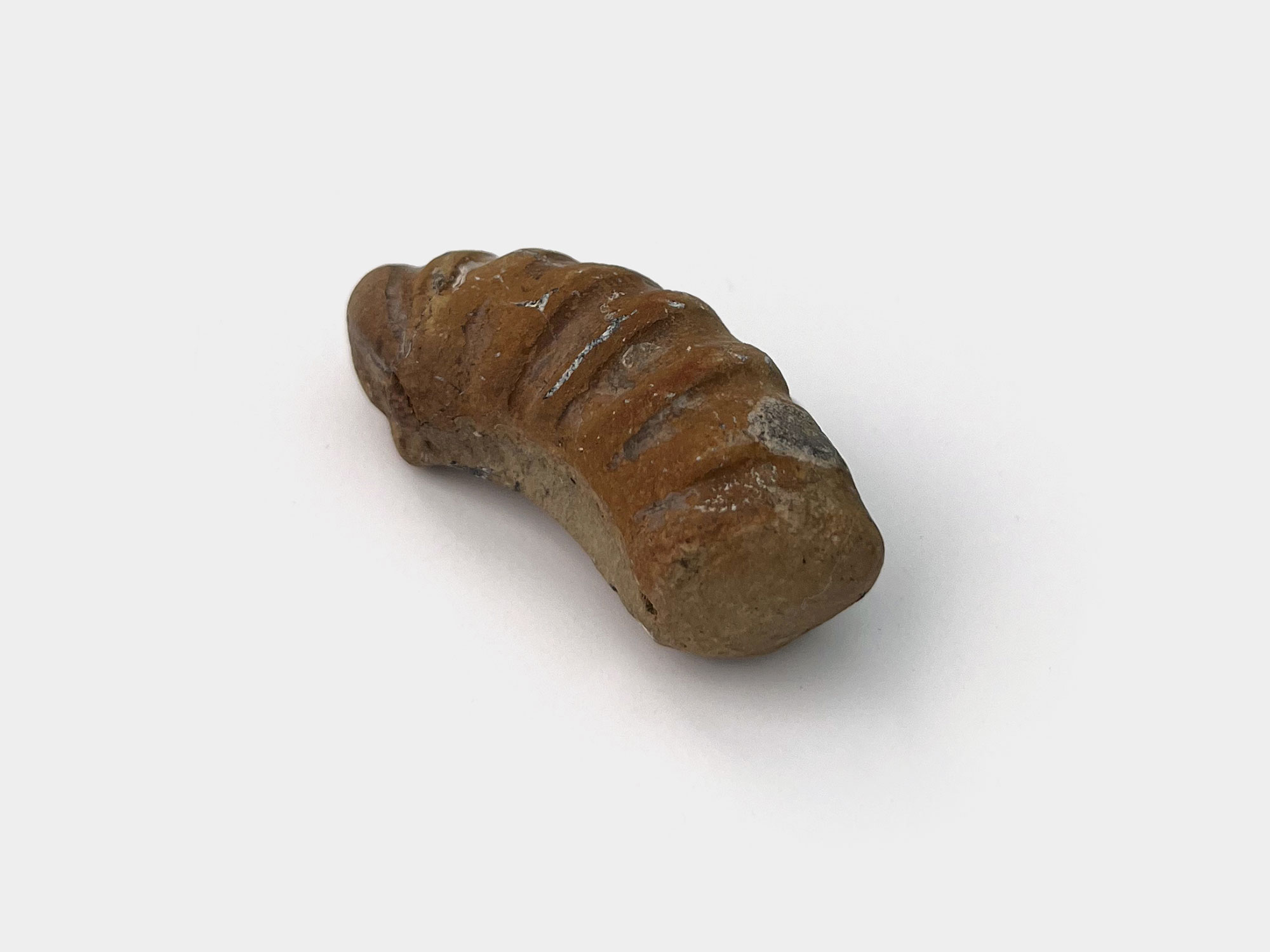 Partial ammonite. Seatown beach, Dorset, England. January 2023