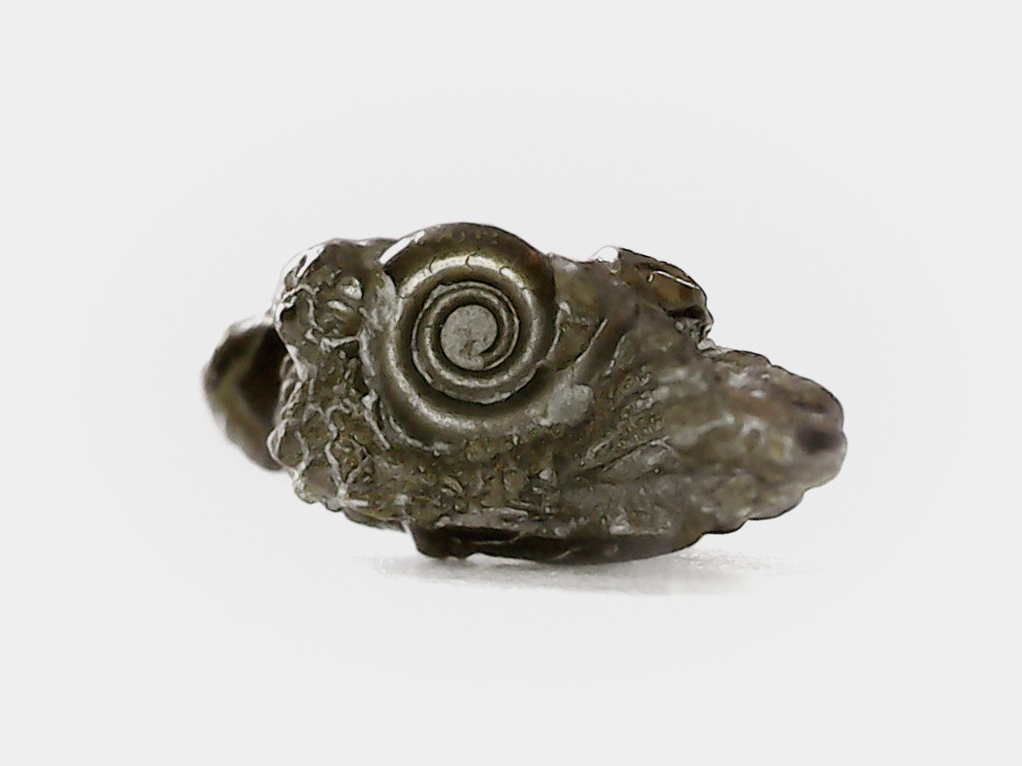 Tiny pyrite ammonite, image captured under an endoscope. Charmouth, Dorset, England. May 2024