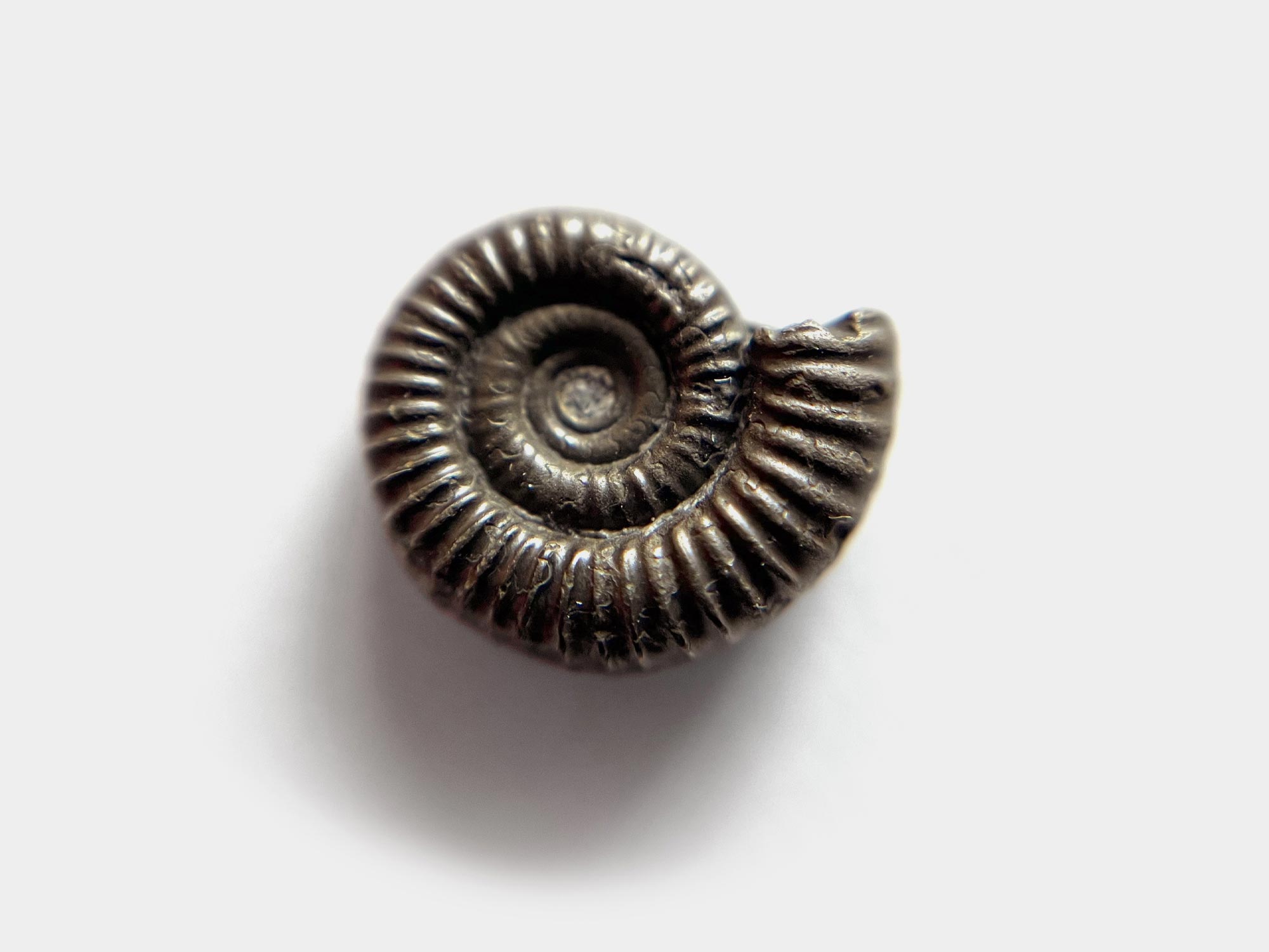 Dactylioceras. Charmouth, Dorset, England. May 2024