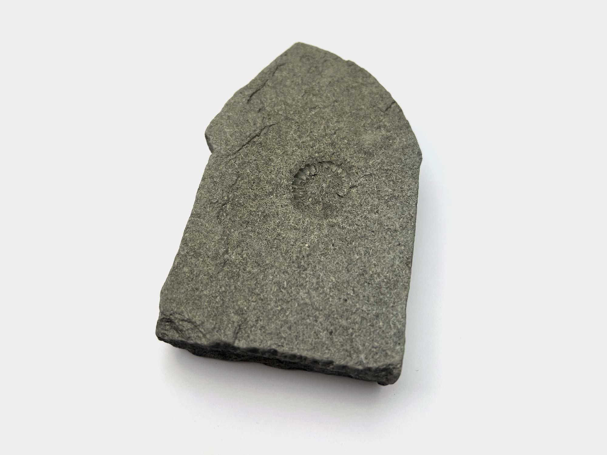 Calcified ammonite in blue Lias slab. Lyme Regis, Dorset, England. May 2024