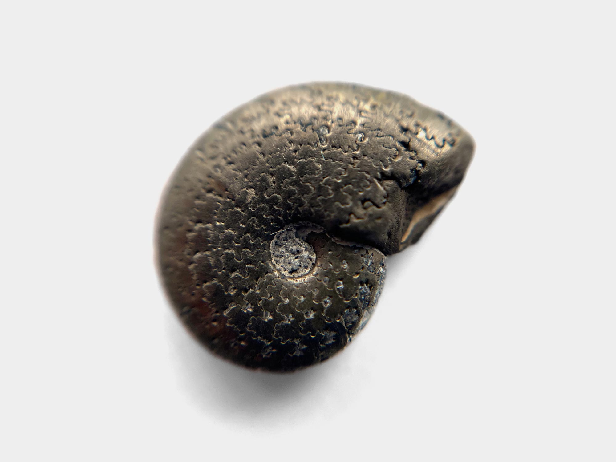 Aioloceras ammonite with detailed suture lines. Charmouth, Dorset, England. May 2024