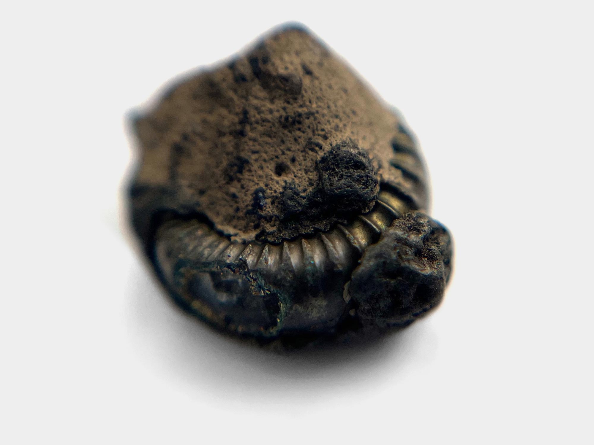 Covered pyrite ammonite. Charmouth, Dorset, England. May 2024