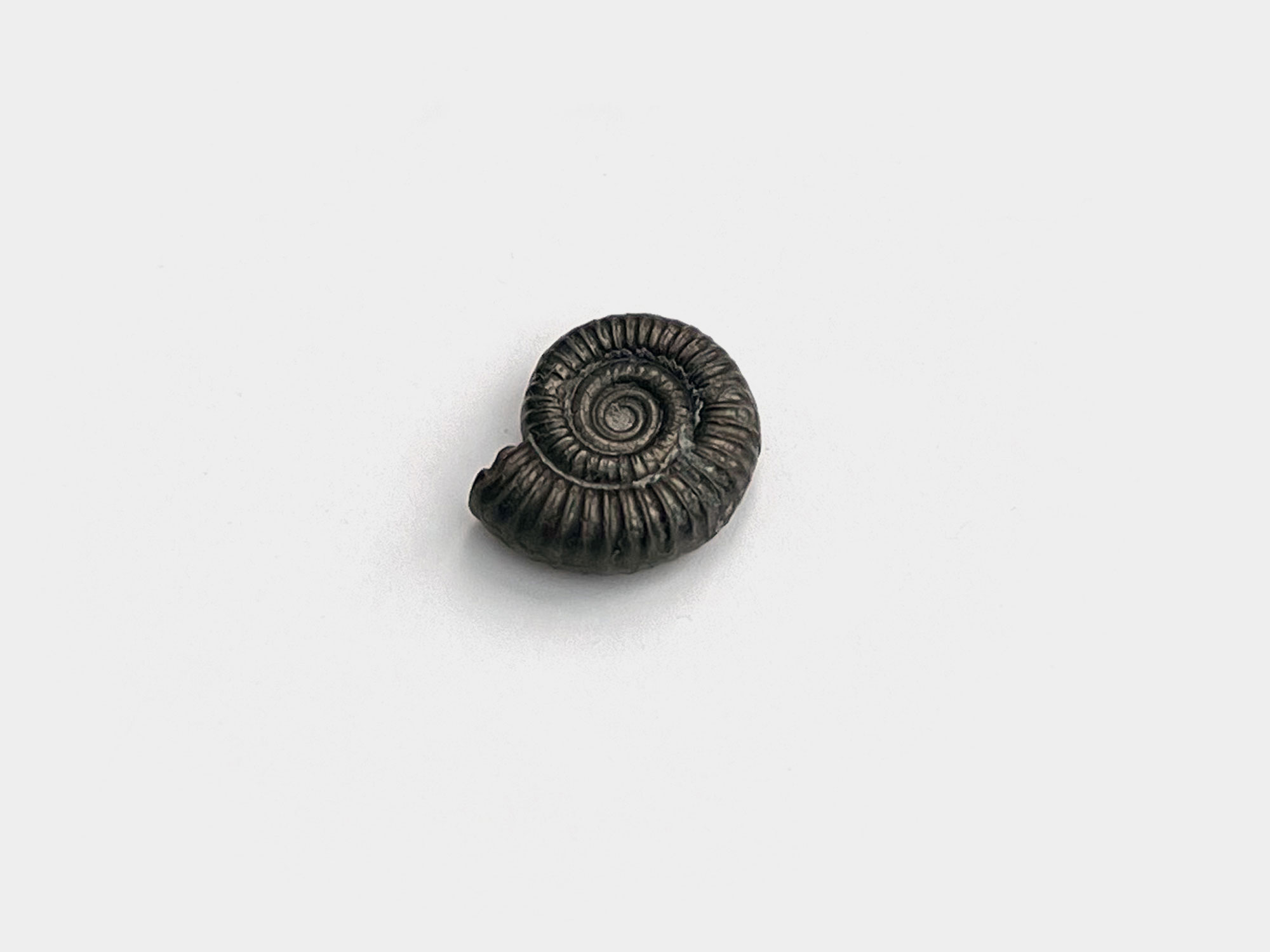 Dactylioceras ammonite. Charmouth, Dorset, England. May 2024