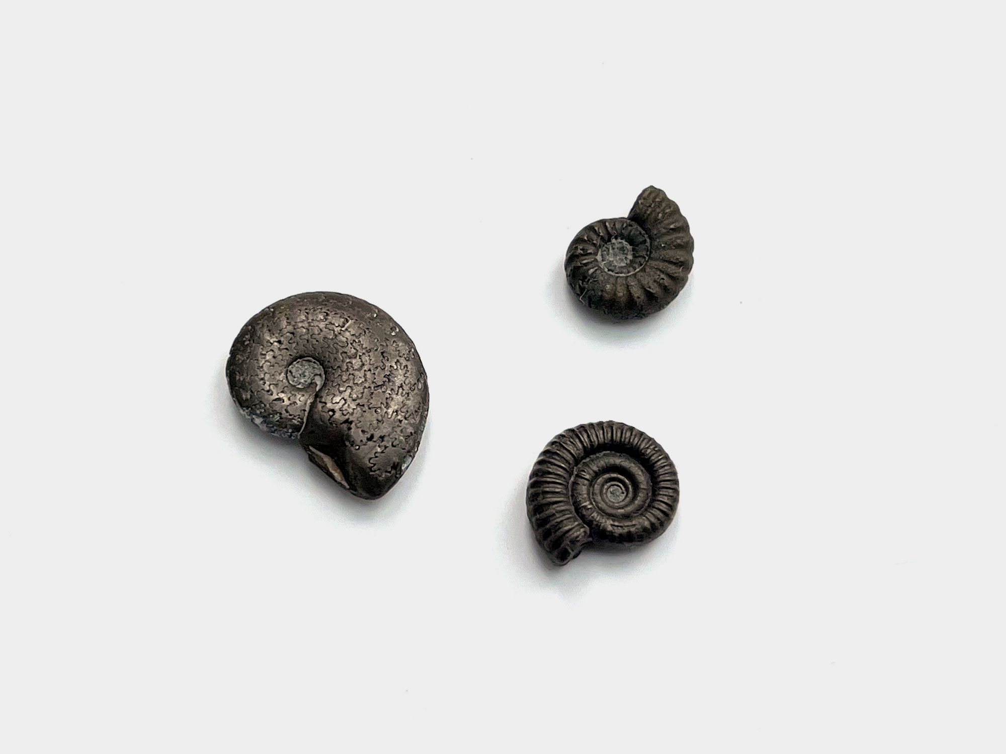 Multiple pyrite ammonites. Aioloceras, Andrgynoceras, Dactylioceras. Charmouth, Dorset, England. May 2024