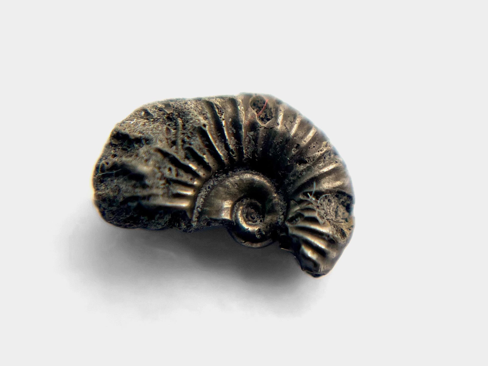 Incomplete pyrite ammonite. Charmouth, Dorset, England. May 2024