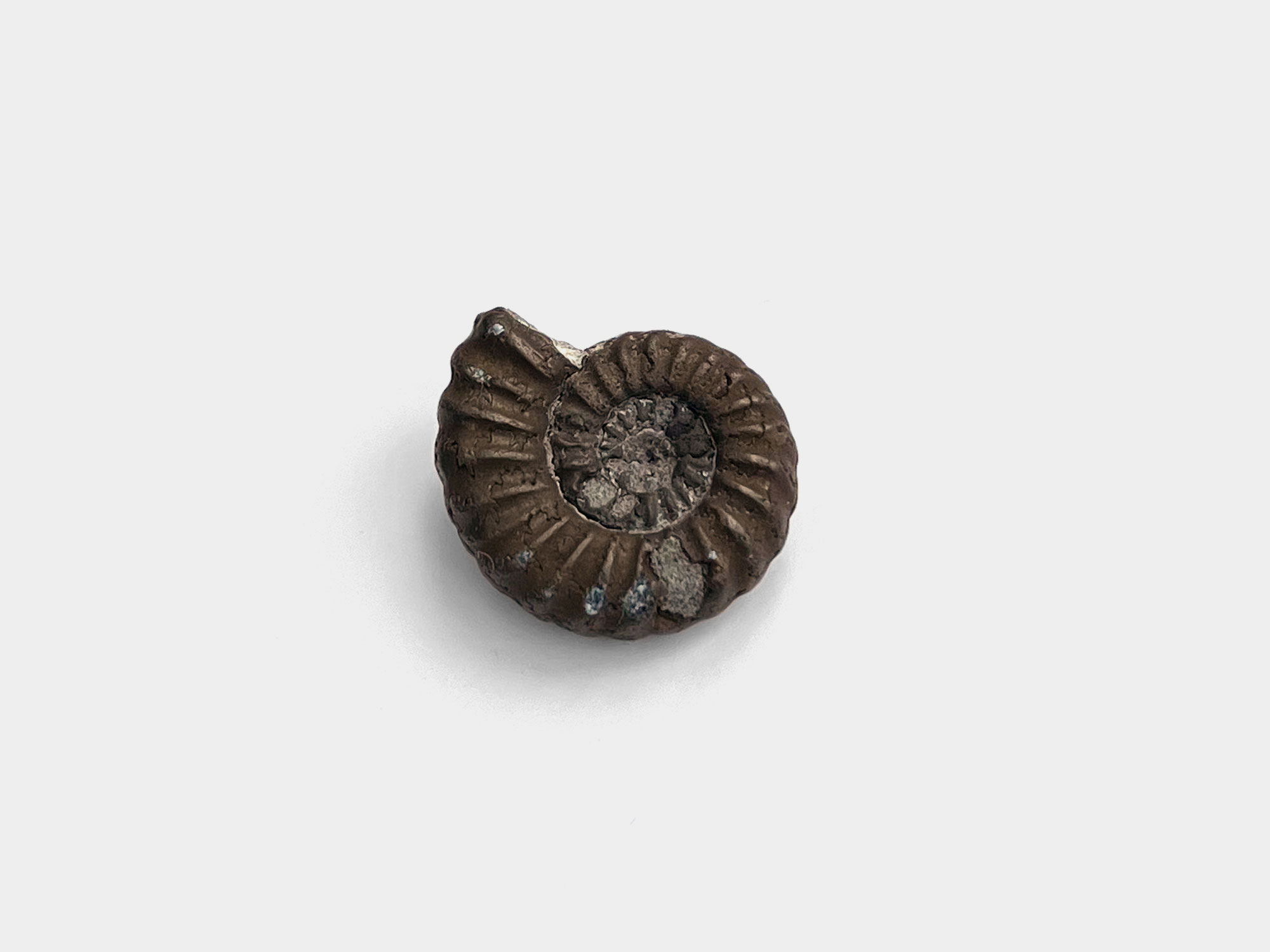Pyrite androgynoceras ammonite. Charmouth, Dorset, England. May 2024