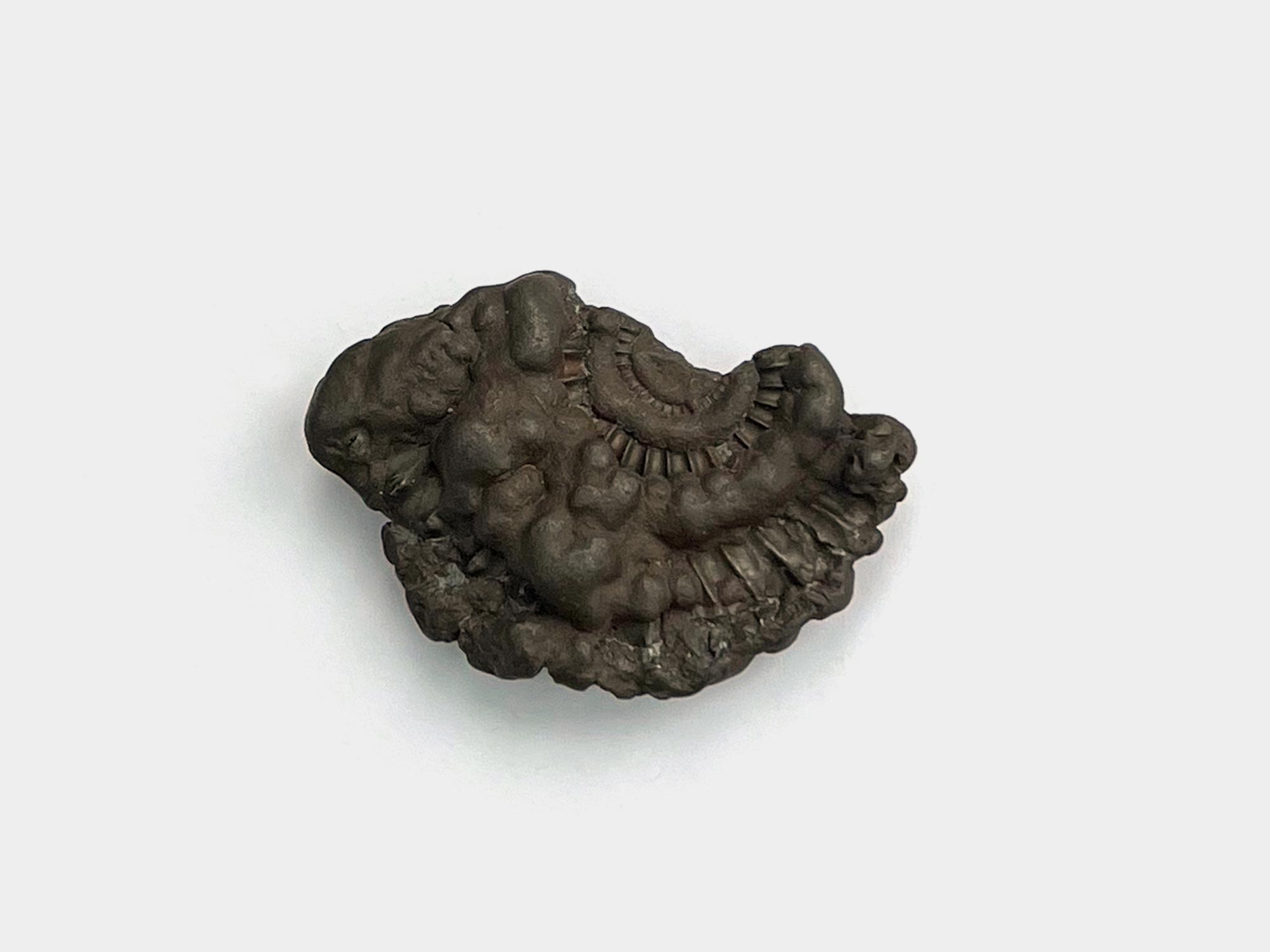 Pyritised ammonite. Charmouth, Dorset, England. May 2024