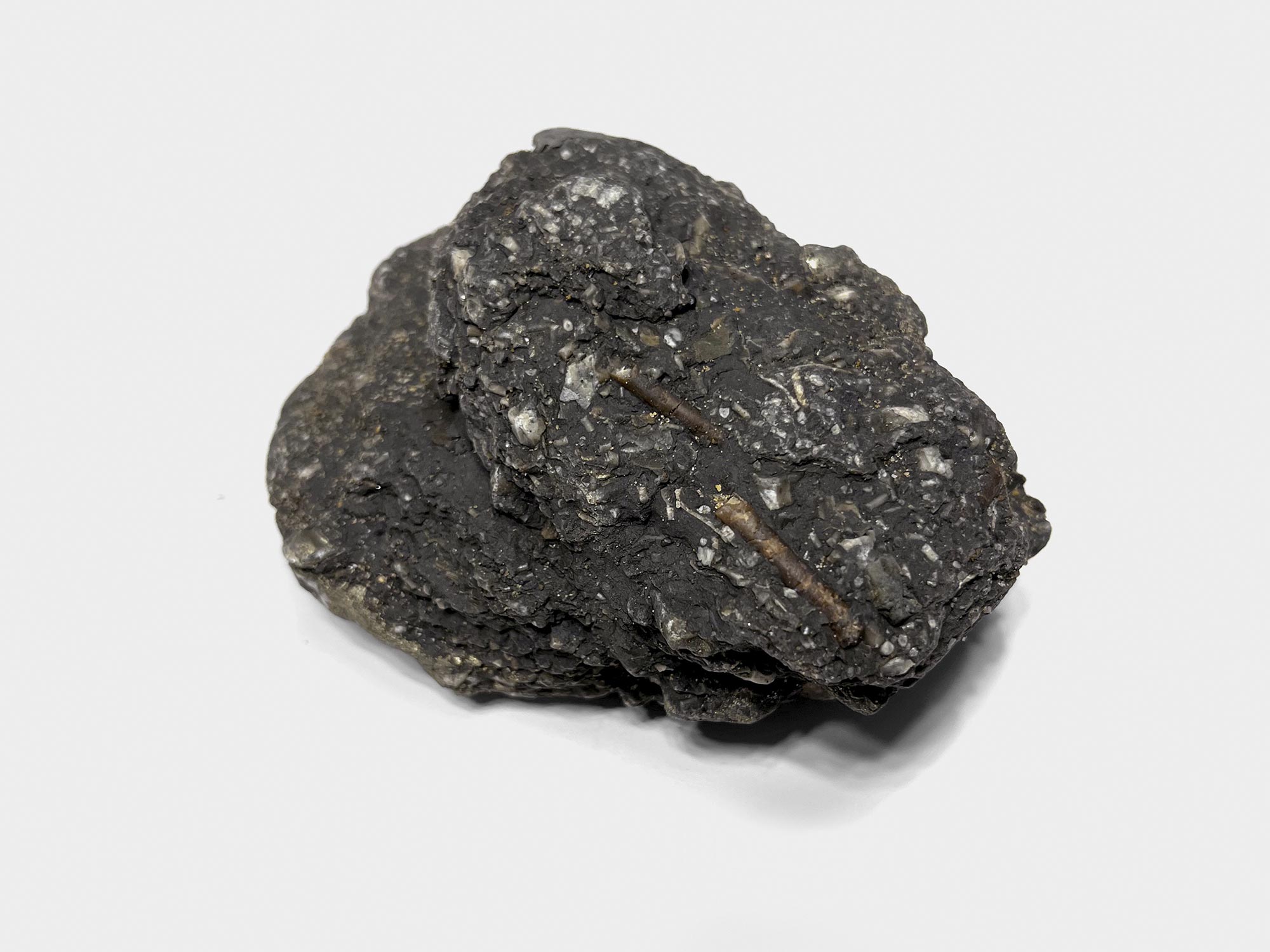 Belemnite guards with crinoid pieces, in blue lias mudstone. Found on Seatown beach, Dorset, England. January 2023