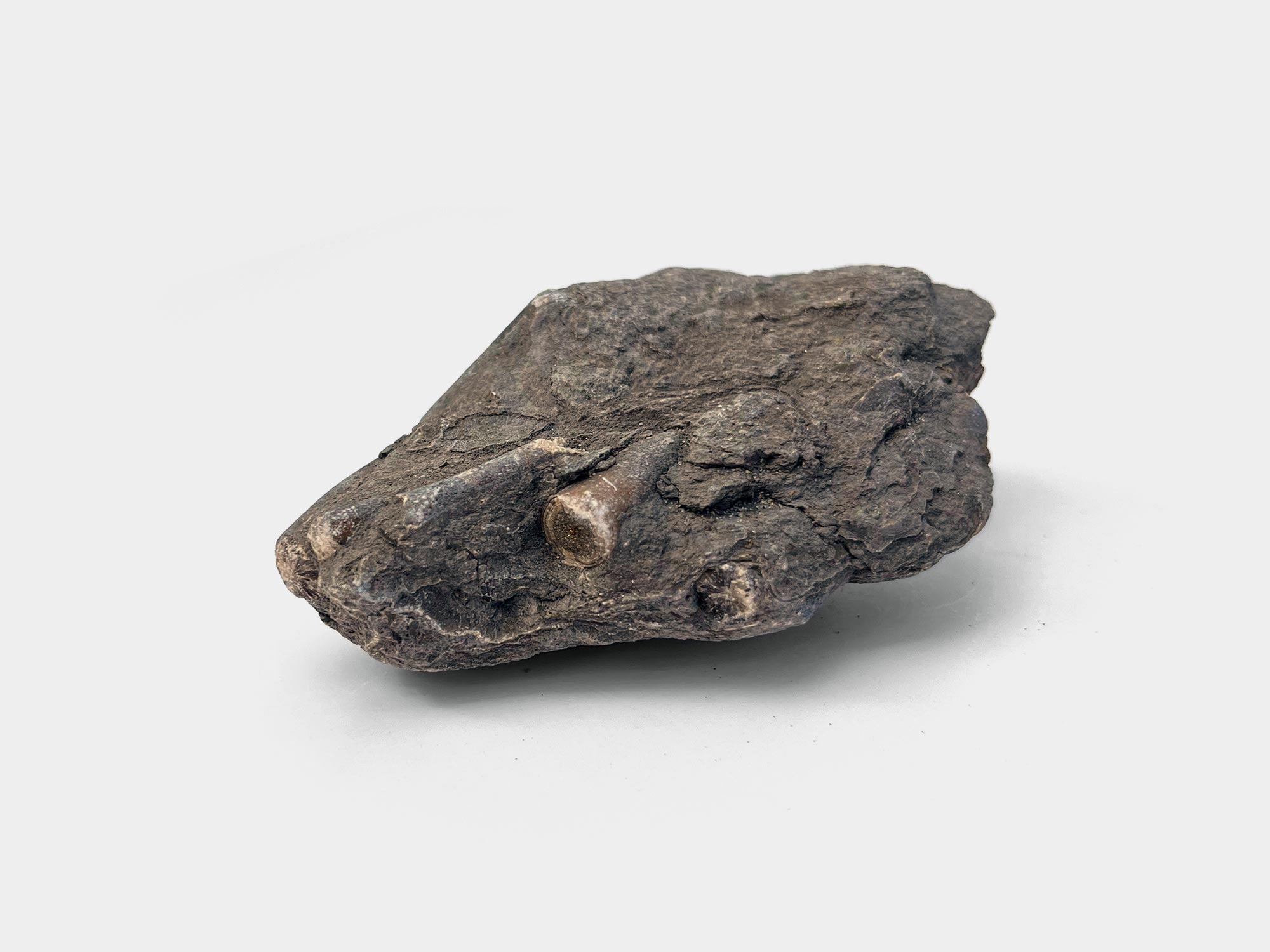 Belemnite guard with pyrite interior. Found on Charmouth beach, Dorset, England. June 2022