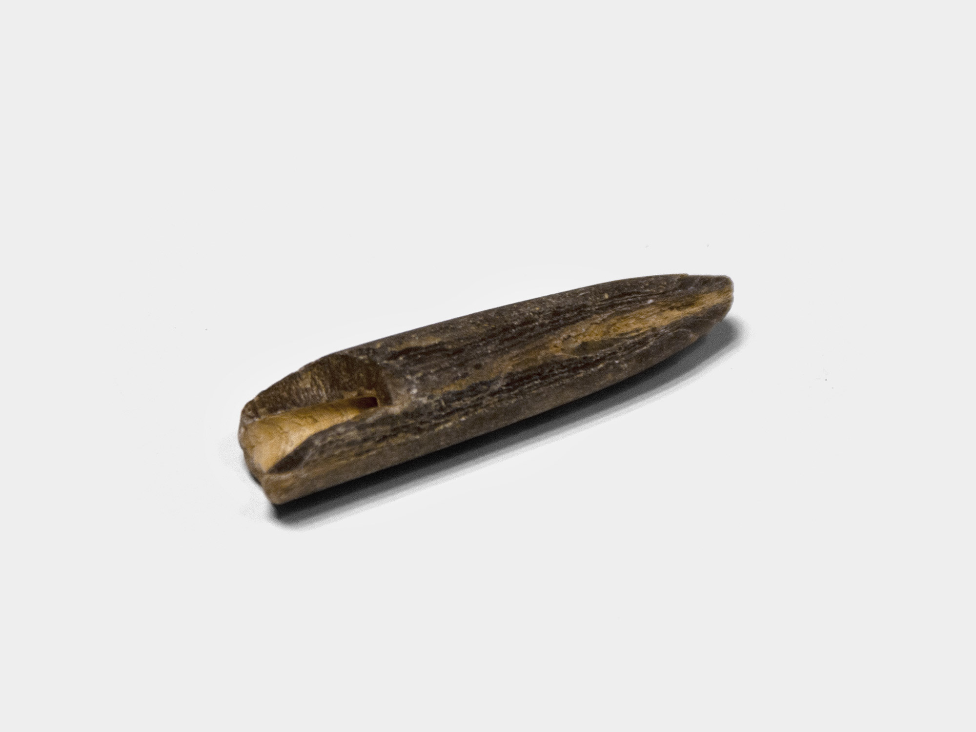 Belemnite guard