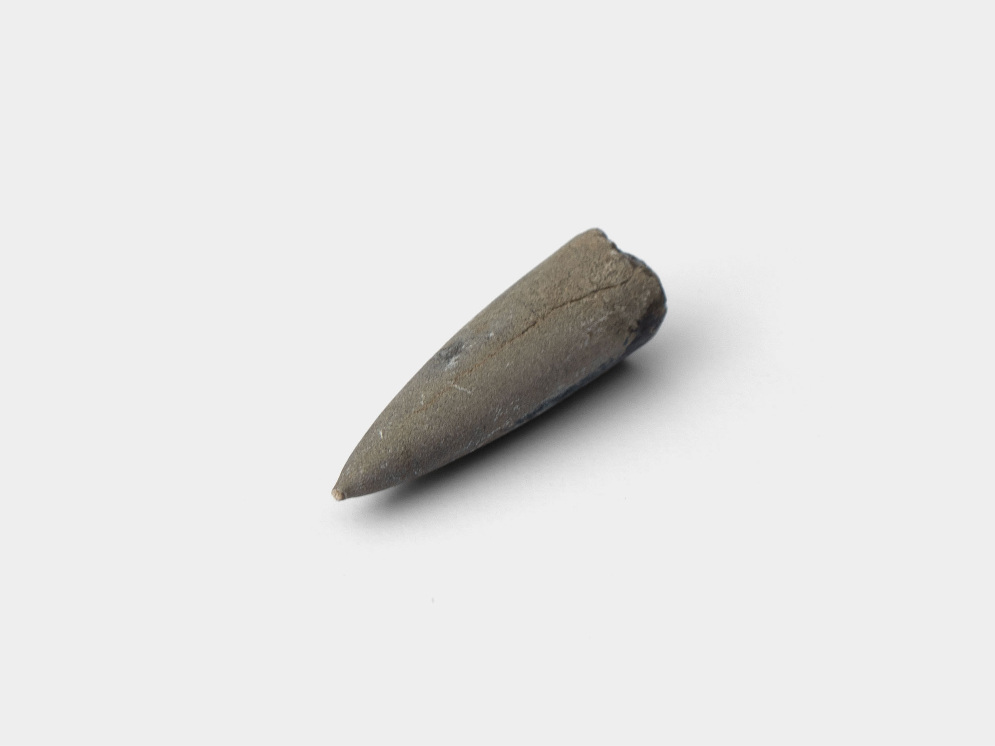 Belemnite guard. Found at Ringstead Bay, Dorset, England. October 2021