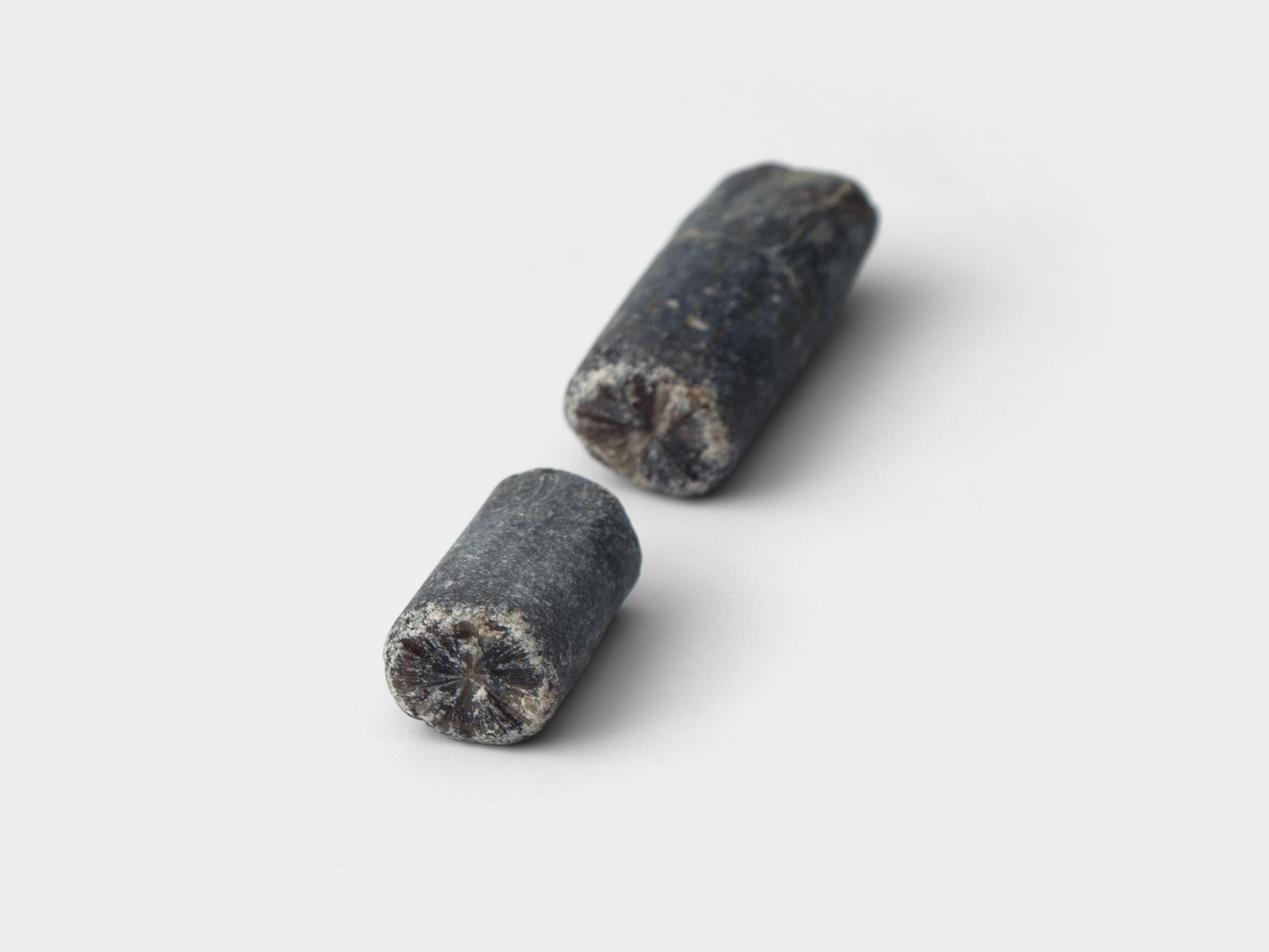 Belemnite guard pieces. Found on Charmouth beach, Dorset, England. October 2021