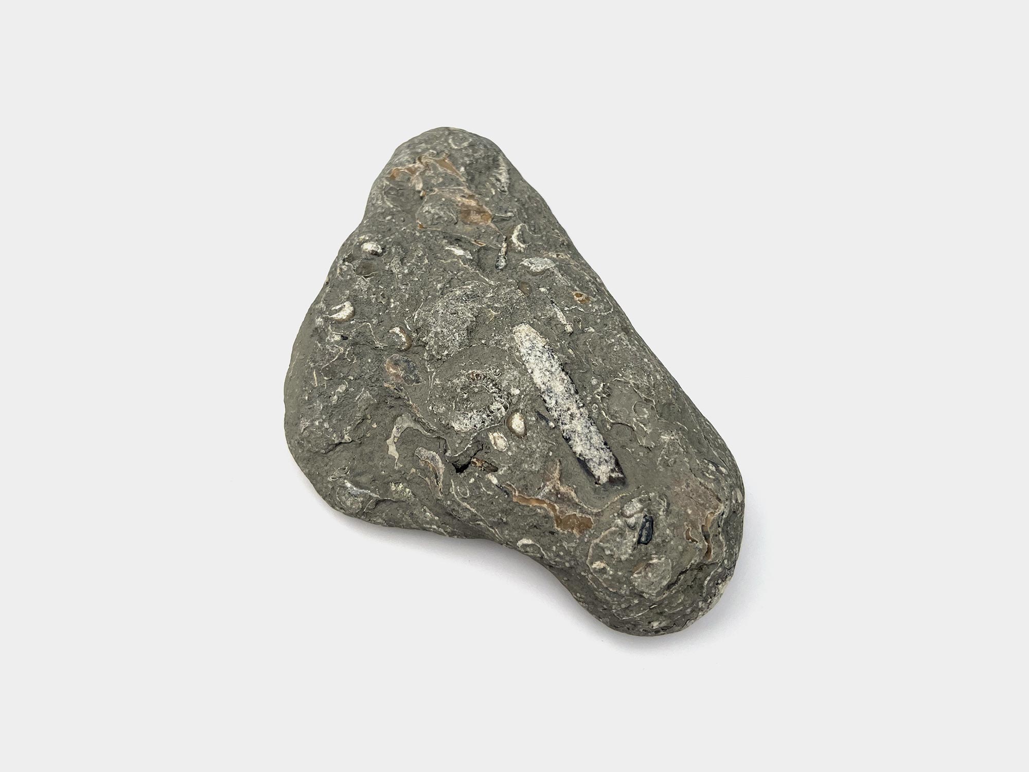 Found on Lyme Regis beach, Dorset, England. January 2023