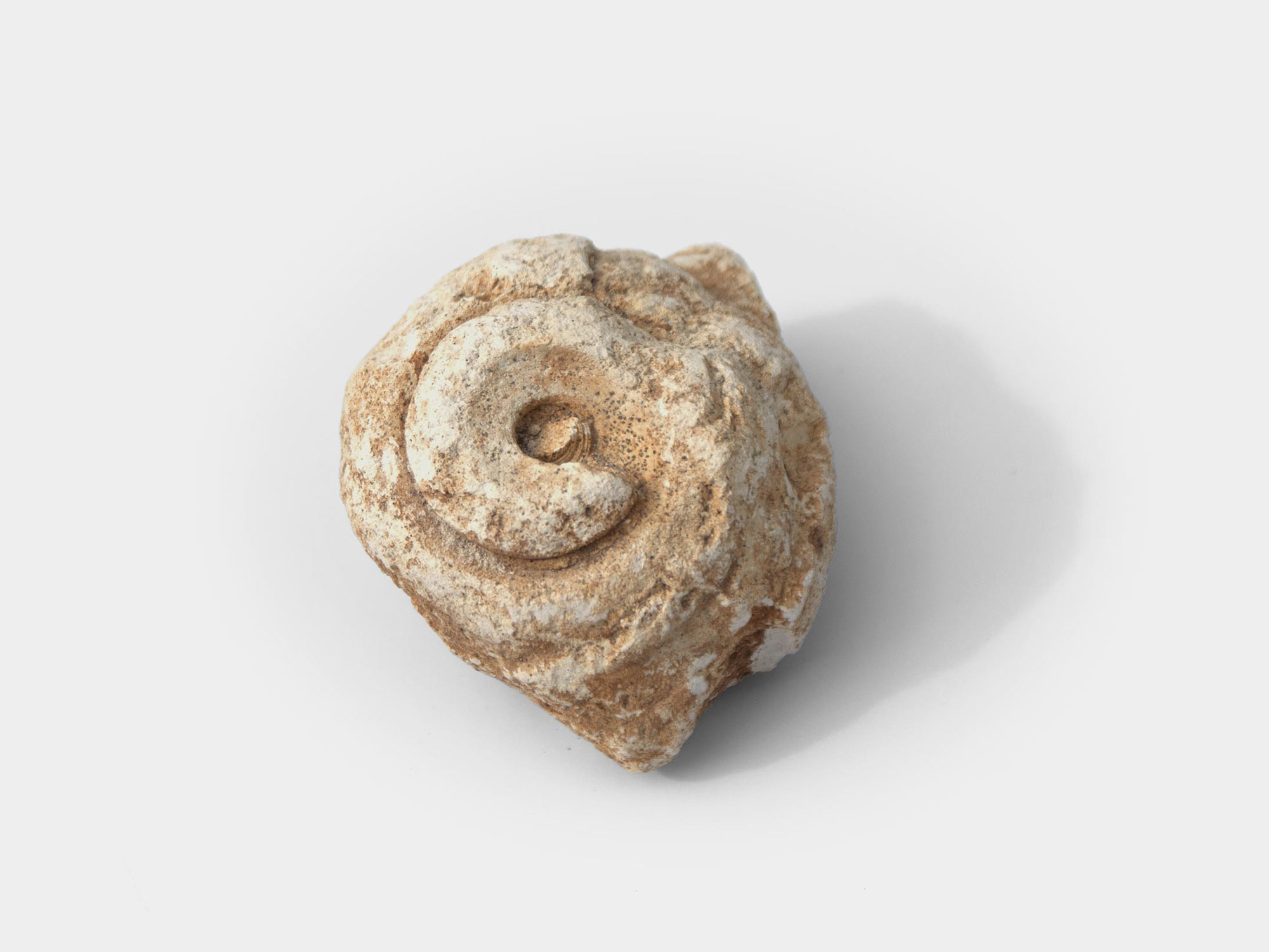 Chalky specimen, found in south east England