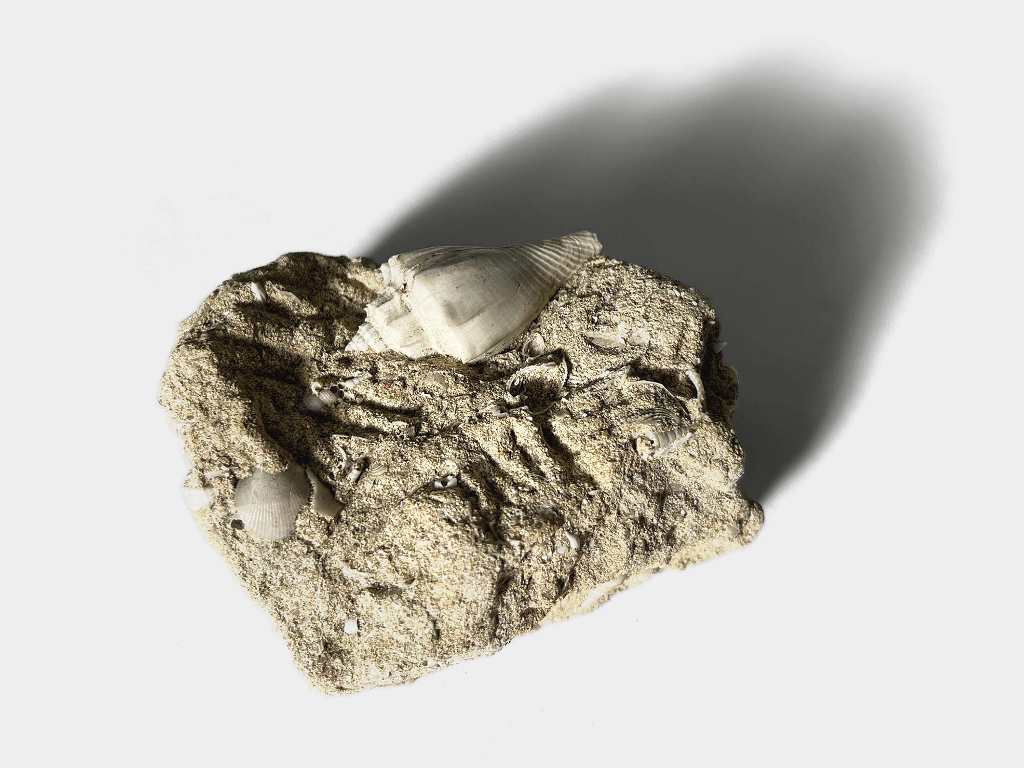 Genus: Athleta. Age: 40 million years. [Purchased in Barcelona, 2023]