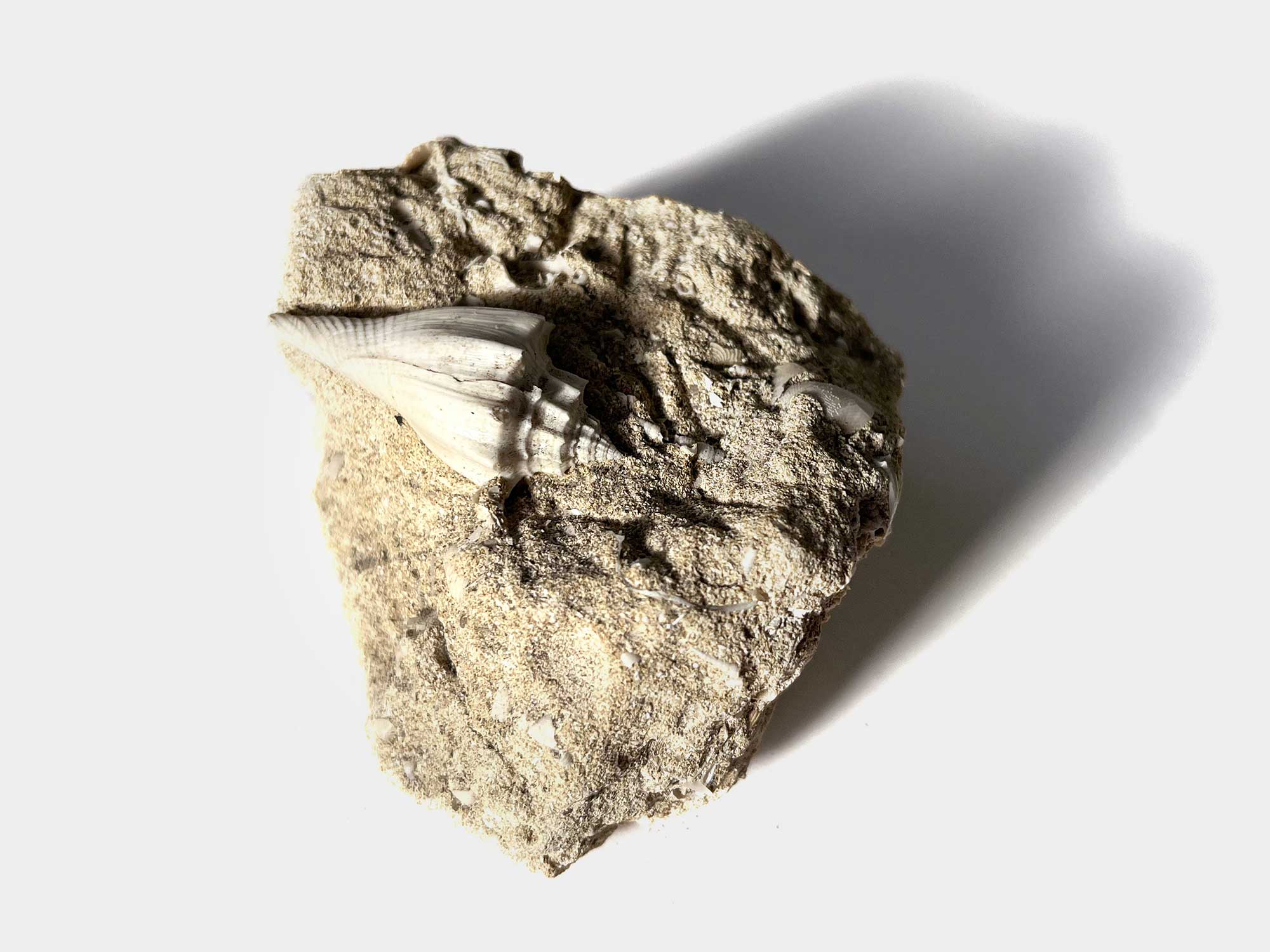 Genus: Athleta. Age: 40 million years. [Purchased in Barcelona, 2023]