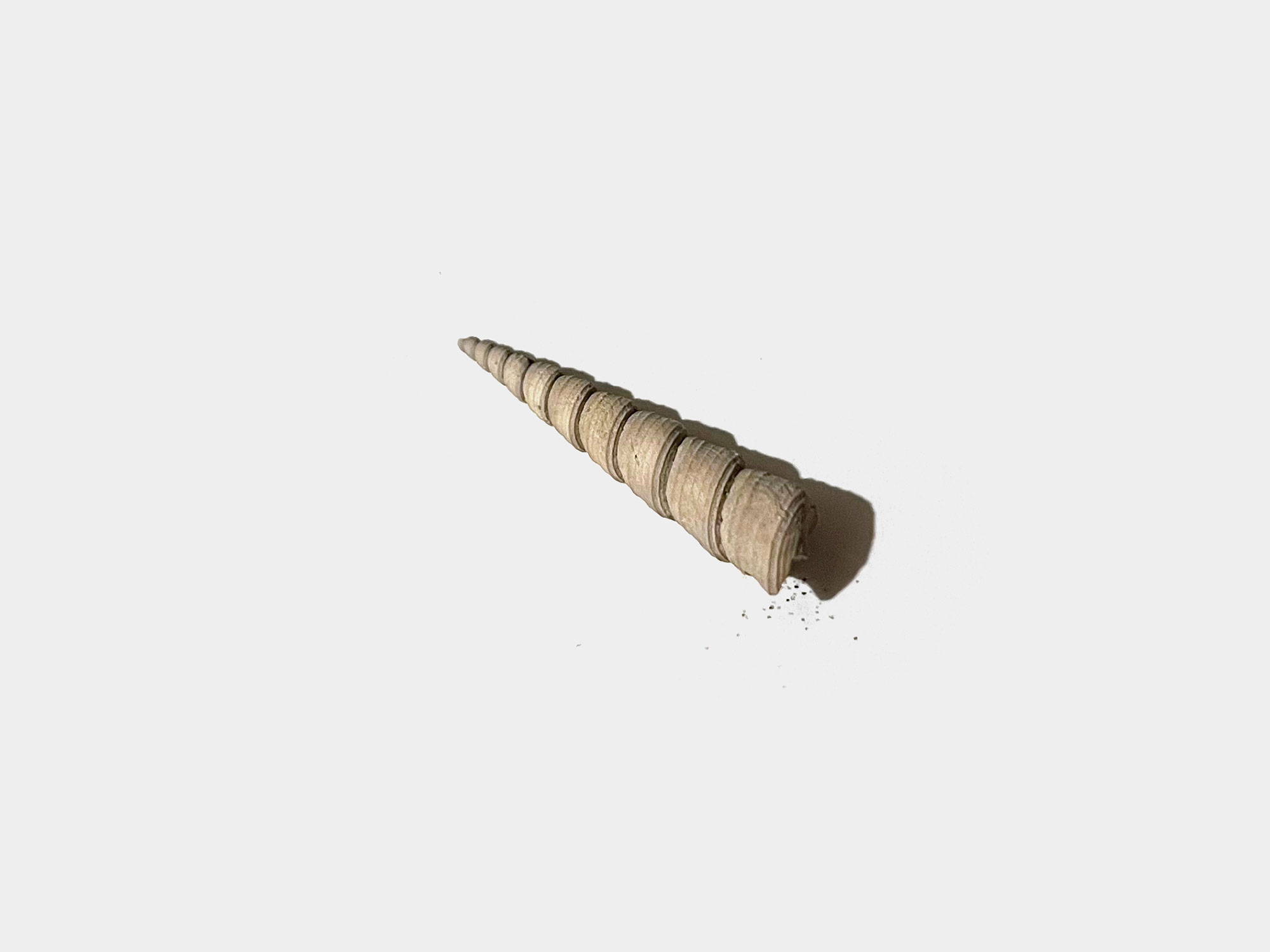Gastropod. Found on Bracklesham Bay beach, England. August 2023