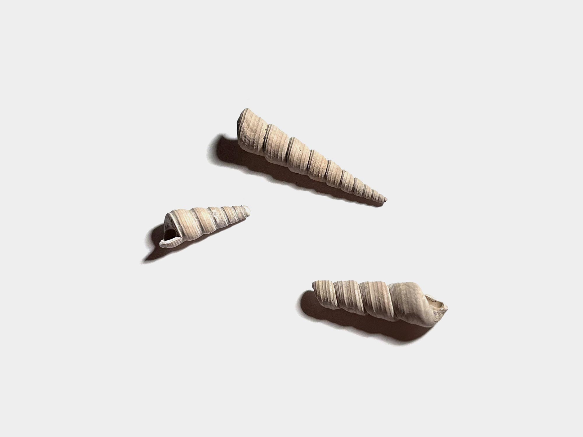 Gastropods. Found on Bracklesham Bay beach, England. August 2023