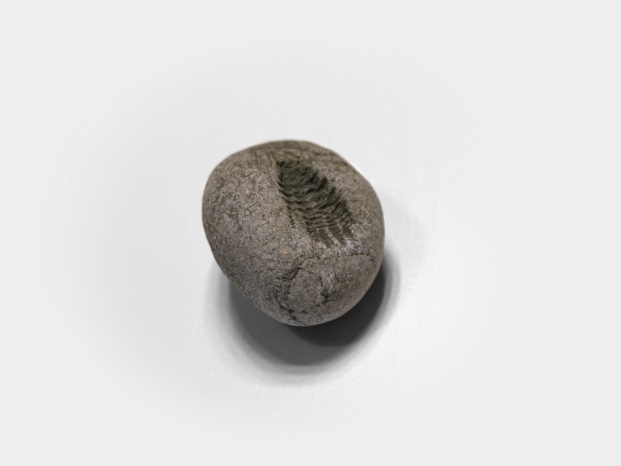 Plant imprint found in South-East England