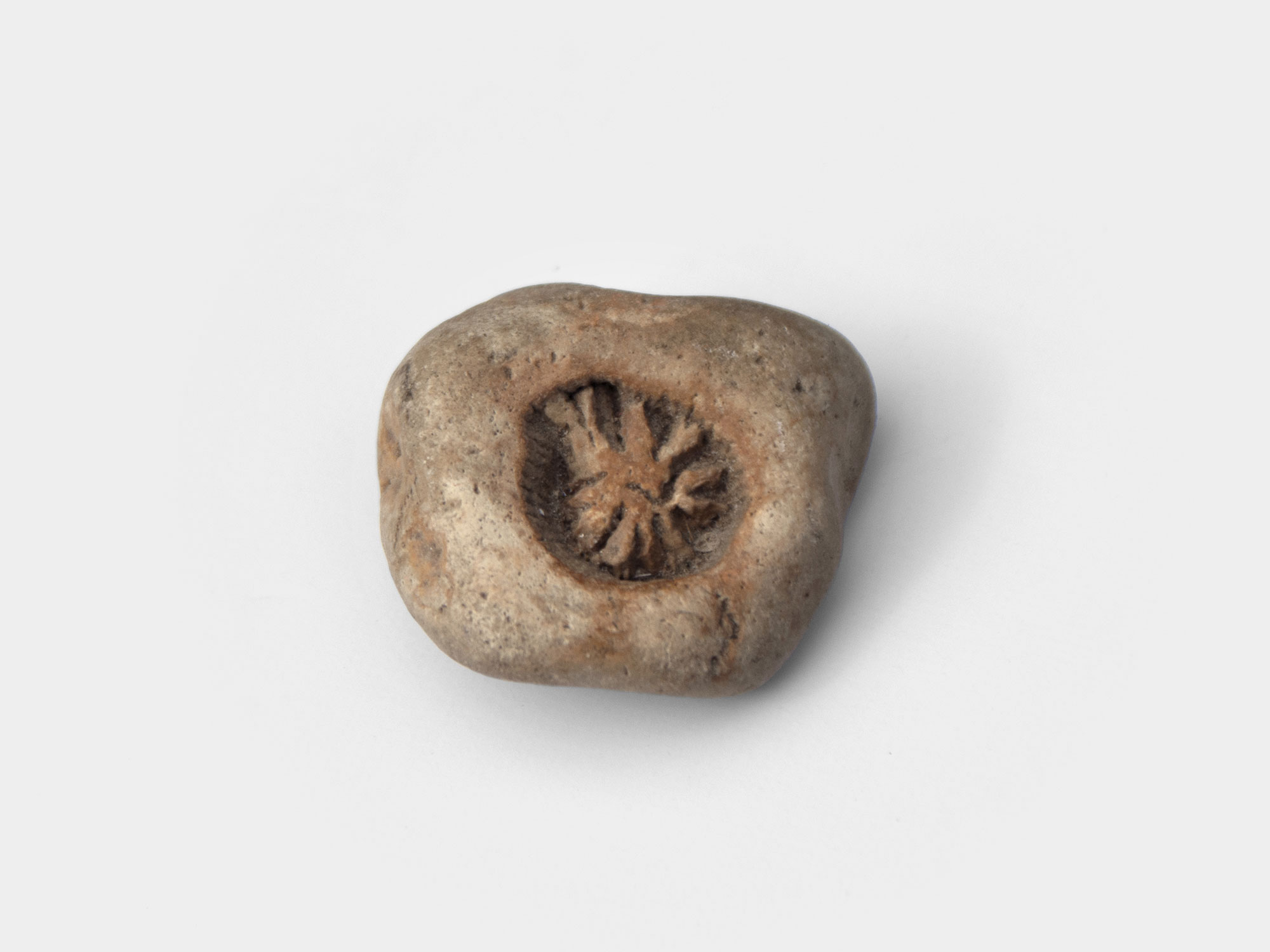 Fossilised wood / plant remains