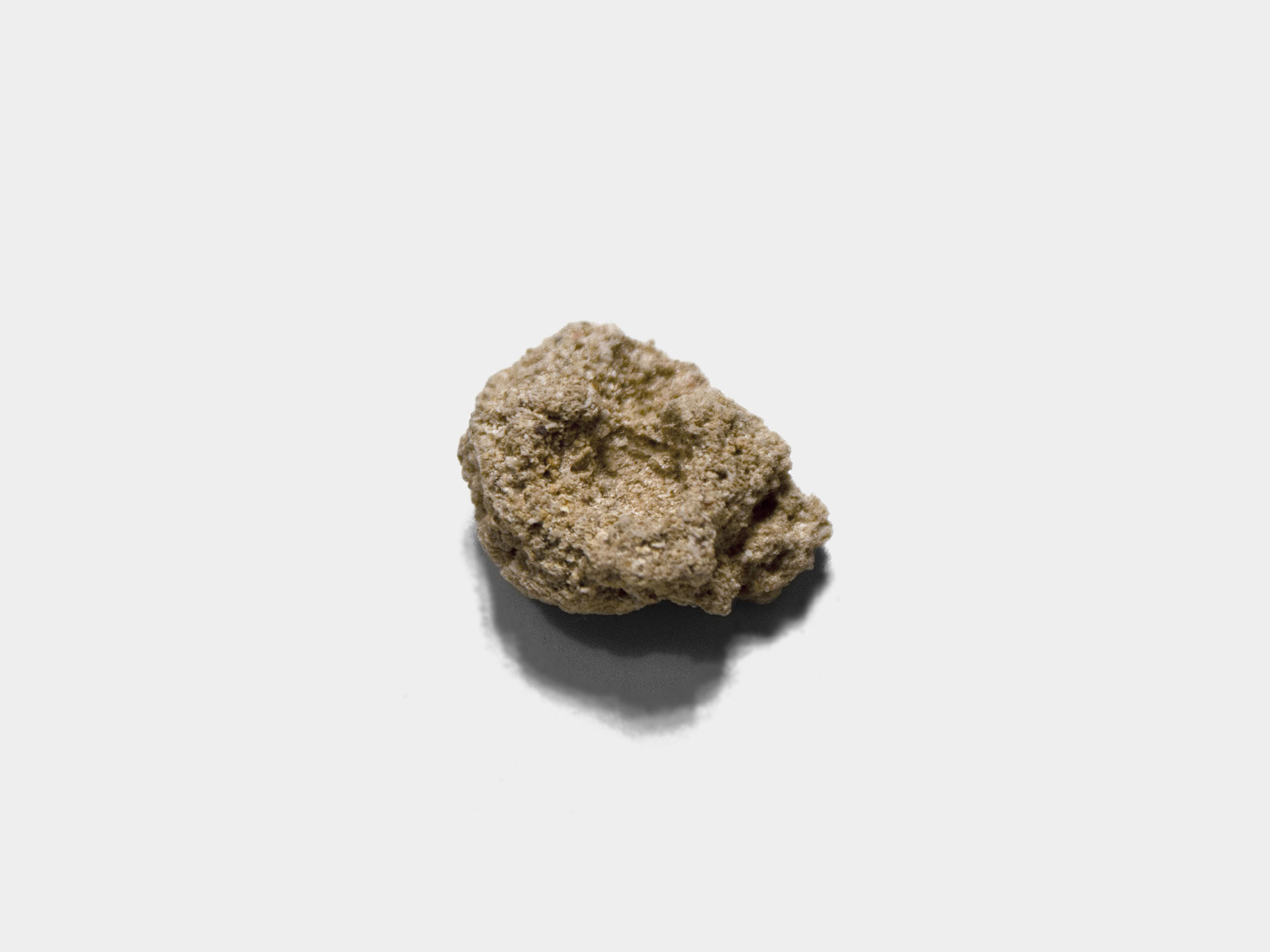 Sea sponge (Order: Dendroceratida). Typically found in shallow coastal and tidal areas of most coasts around the world